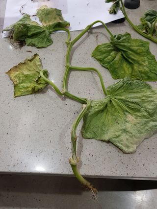 박근희님의 오이 · 자유게시판 작성글 사진