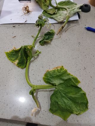 박근희님의 오이 · 자유게시판 작성글 사진