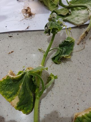 박근희님의 오이 · 자유게시판 작성글 사진