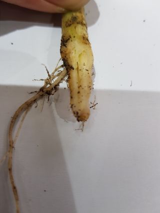 박근희님의 오이 · 자유게시판 작성글 사진