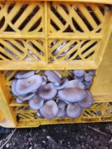 팜모닝 자유주제·자유게시판 게시글 이미지