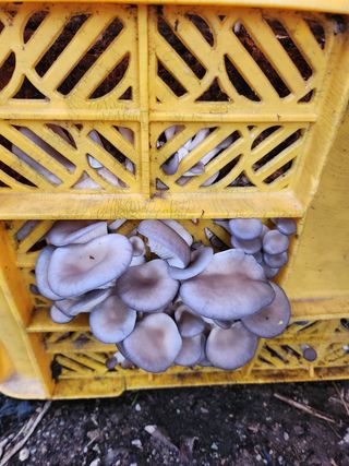 김영주님의 자유주제 · 자유게시판 작성글 사진