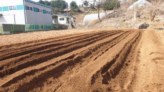 이덕재님의 감자 · 자유게시판 작성글 사진