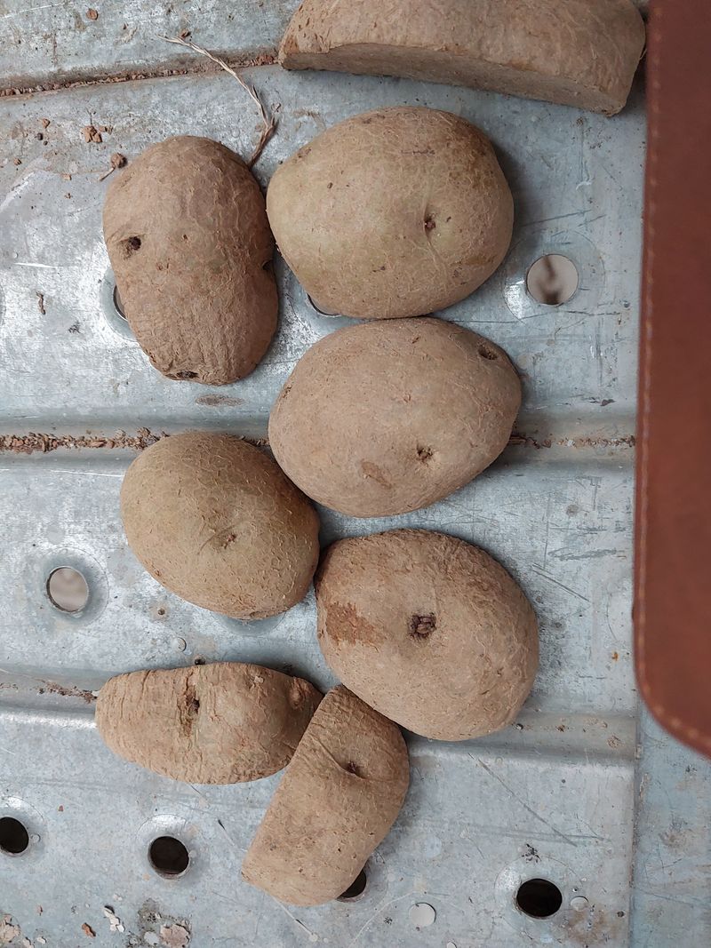 대파9109님의 장터 판매 상품 [씨 감자 10 kg] 첨부 사진