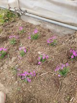 팜모닝 기타작물·자유게시판 게시글 이미지