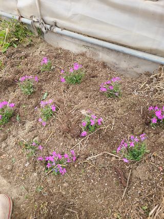 백구수국님의 기타작물 · 자유게시판 작성글 사진