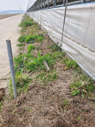 백구수국님의 기타작물 · 자유게시판 작성글 사진