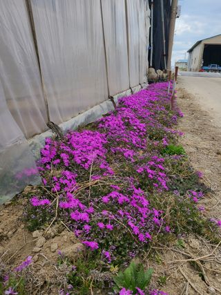 백구수국님의 기타작물 · 자유게시판 작성글 사진