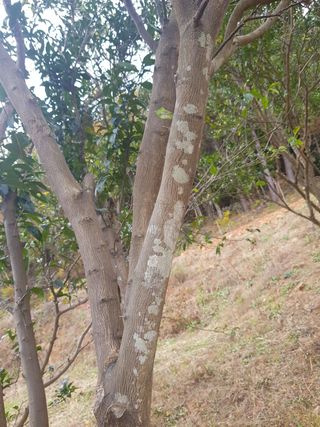 농사비기너님의 귤 · 병해충상담 작성글 사진