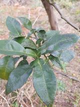 팜모닝 귤·병해충상담 게시글 이미지