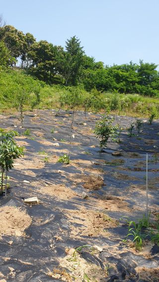 조영석님의 장터이야기 · 자유게시판 작성글 사진