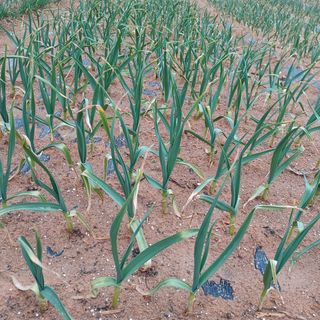 곡촌농원님의 자유주제 · 사진전 작성글 사진