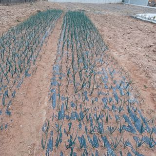 곡촌농원님의 자유주제 · 사진전 작성글 사진