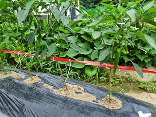 김도강님의 자유주제 · 자유게시판 작성글 사진