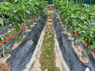 김도강님의 자유주제 · 자유게시판 작성글 사진