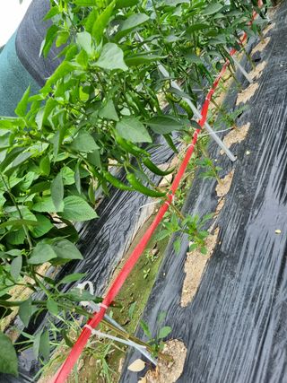 김도강님의 자유주제 · 자유게시판 작성글 사진