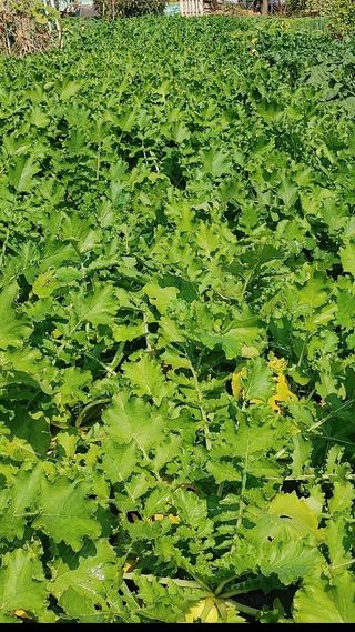 상상그이상님의 농자재정보 · 자유게시판 작성글 사진