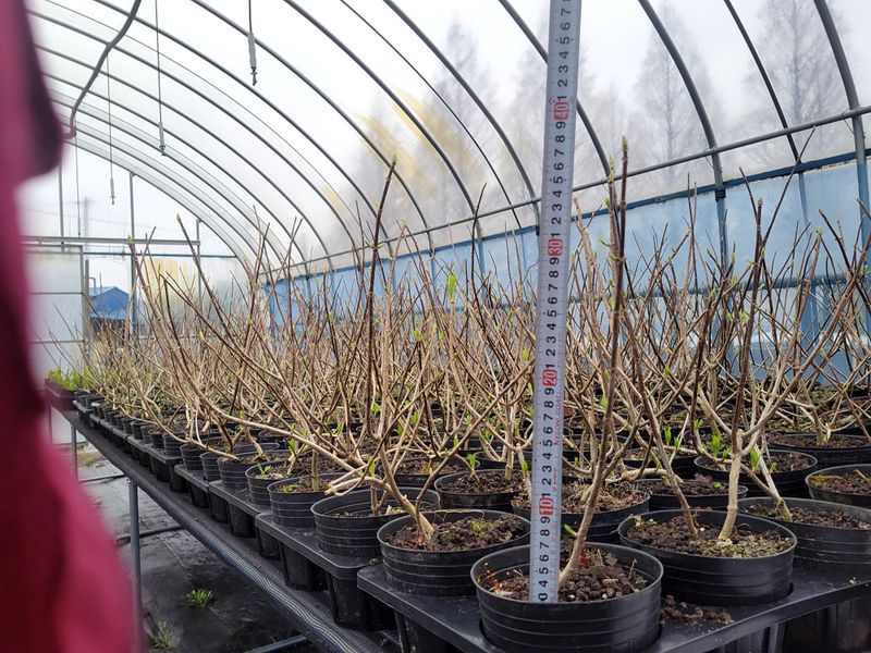 장터 상품 [스위트썸머,앤드리썸머오리지널,LA드림 .....] 썸네일