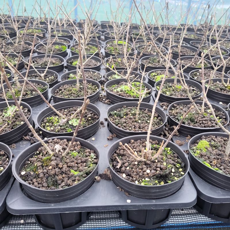 정광일님의 장터 판매 상품 [스위트썸머,앤드리썸머오리지널,LA드림 .....] 첨부 사진