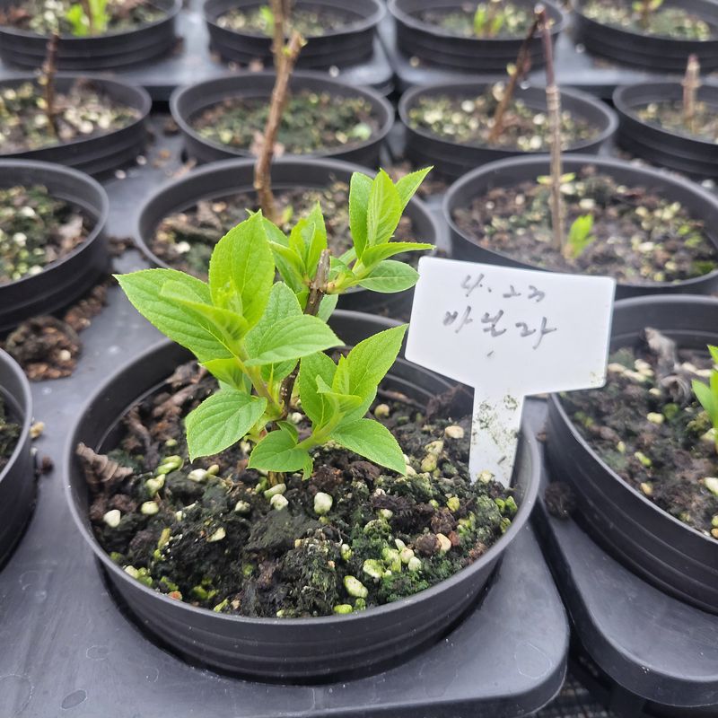 정광일님의 장터 판매 상품 [스위트썸머,앤드리썸머오리지널,LA드림 .....] 첨부 사진