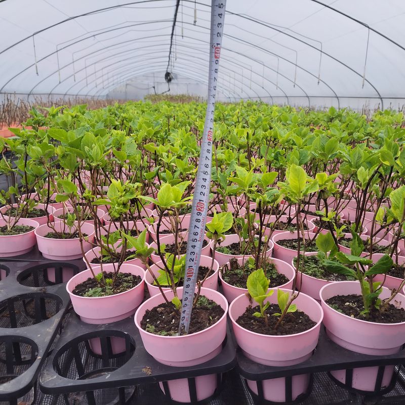 정광일님의 장터 판매 상품 [스위트썸머,앤드리썸머오리지널,LA드림 .....] 첨부 사진