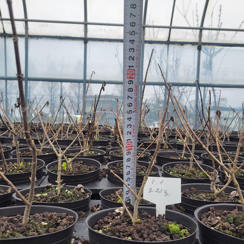 정광일님의 장터 판매 상품 [스위트썸머,앤드리썸머오리지널,LA드림 .....] 첨부 사진