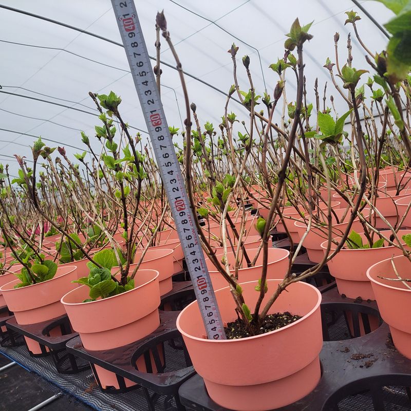 정광일님의 장터 판매 상품 [스위트썸머,앤드리썸머오리지널,LA드림 .....] 첨부 사진