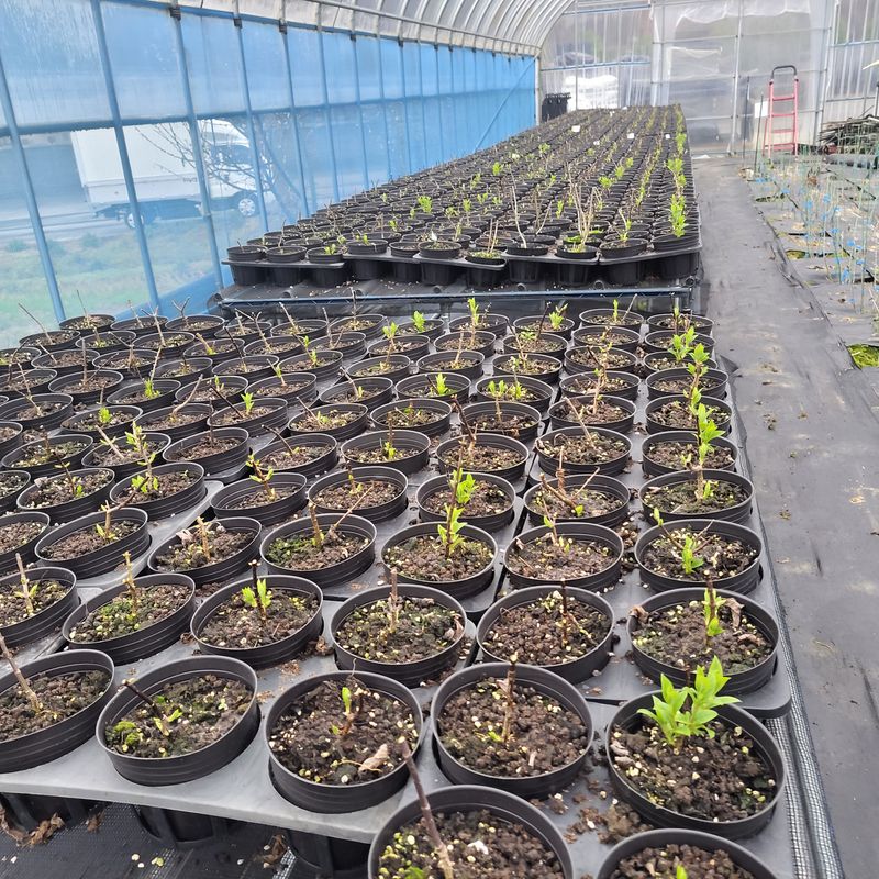 정광일님의 장터 판매 상품 [스위트썸머,앤드리썸머오리지널,LA드림 .....] 첨부 사진