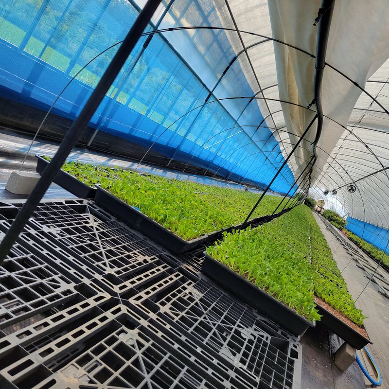 정광일님의 장터 판매 상품 [스위트썸머,앤드리썸머오리지널,LA드림 .....] 첨부 사진