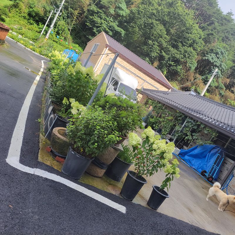 정광일님의 장터 판매 상품 [스위트썸머,앤드리썸머오리지널,LA드림 .....] 첨부 사진