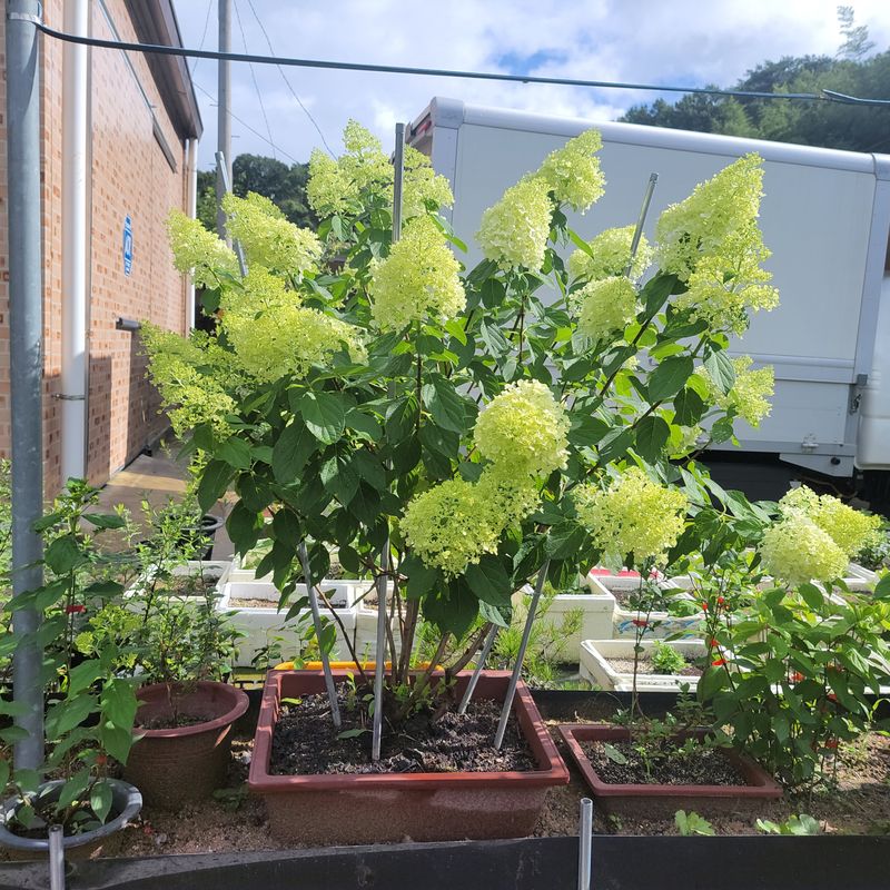 정광일님의 장터 판매 상품 [스위트썸머,앤드리썸머오리지널,LA드림 .....] 첨부 사진