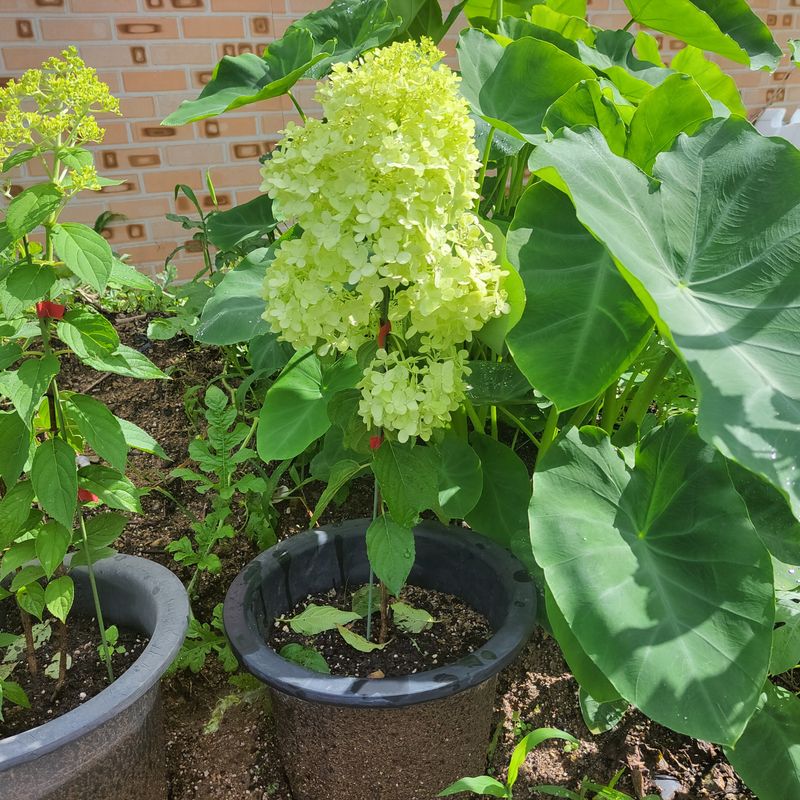 정광일님의 장터 판매 상품 [스위트썸머,앤드리썸머오리지널,LA드림 .....] 첨부 사진