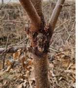 팜모닝 복숭아·병해충상담 게시글 이미지