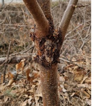 우병인님의 복숭아 · 병해충상담 작성글 사진