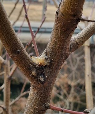 우병인님의 복숭아 · 병해충상담 작성글 사진