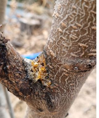 우병인님의 복숭아 · 병해충상담 작성글 사진