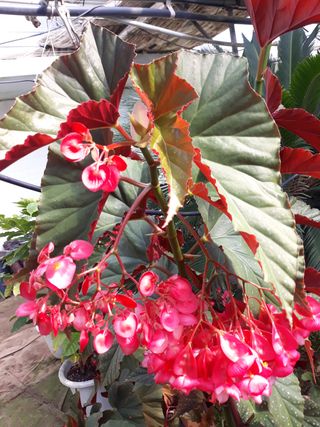 장흥엘림농원의배달기님의 자유주제 · 사진전 작성글 사진