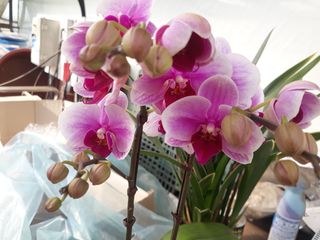 장흥엘림농원의배달기님의 자유주제 · 사진전 작성글 사진