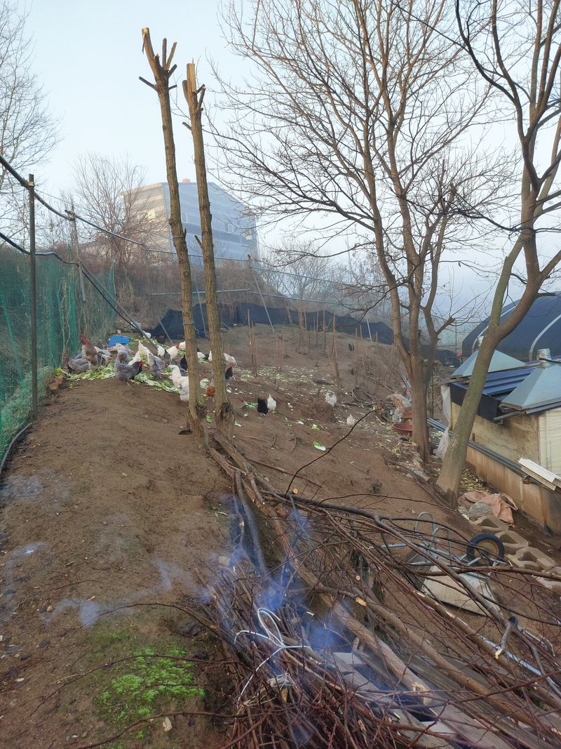  청계유정란 박진균님의 장터 판매 상품 [자연방사 청계유정란] 첨부 사진