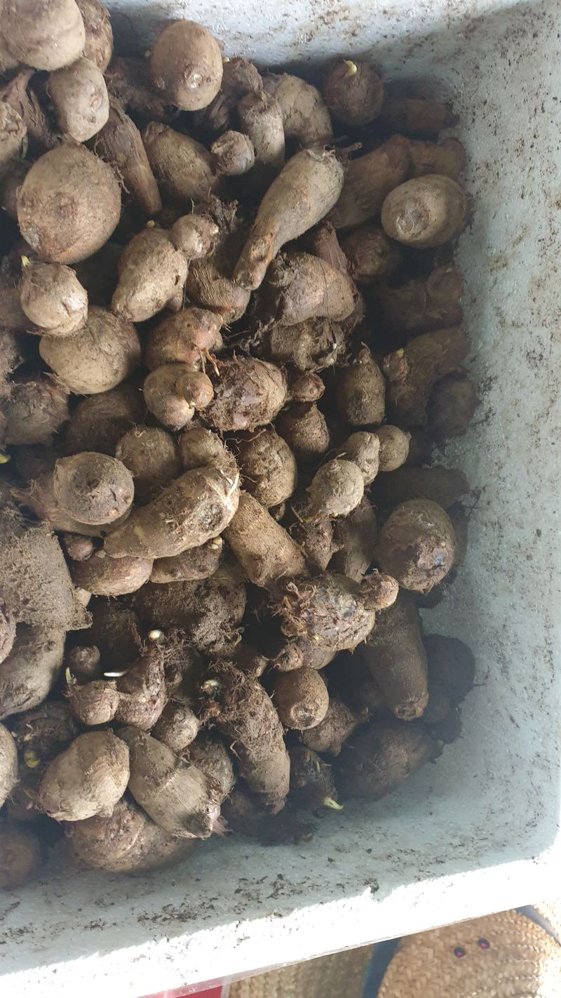 장터 상품 [토란종자1kg] 썸네일