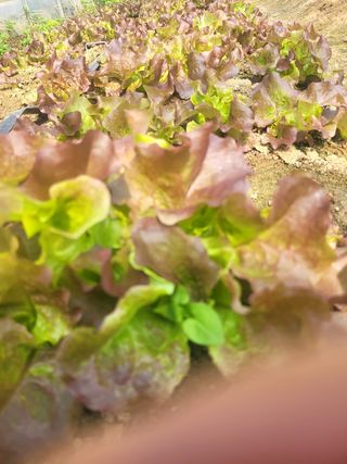 최가농원님의 자유주제 · 사진전 작성글 사진