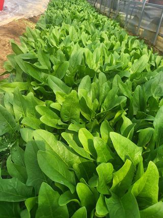 최가농원님의 자유주제 · 사진전 작성글 사진