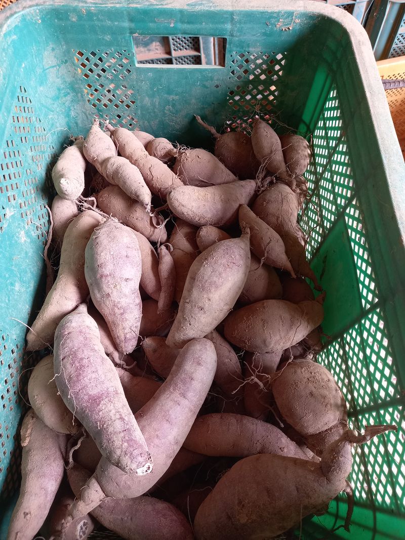 장터 상품 [꿀고구마10키로] 썸네일