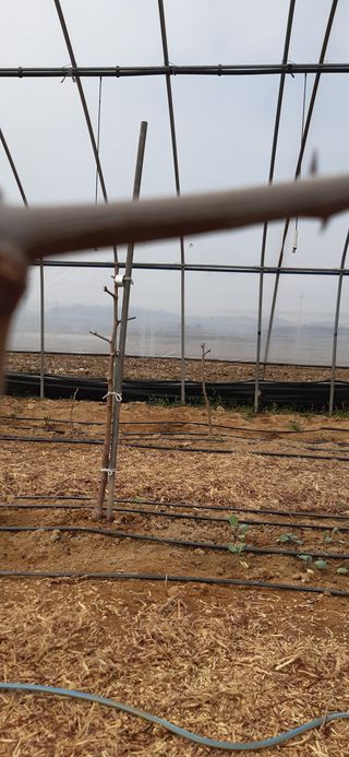 좋은들님의 기타작물 · 병해충상담 작성글 사진