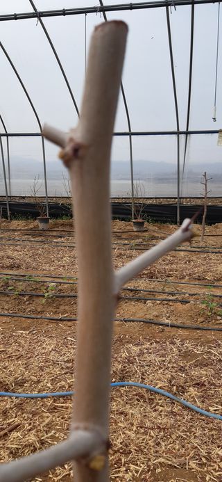 좋은들님의 기타작물 · 병해충상담 작성글 사진