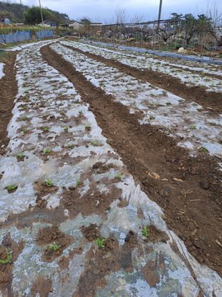 장세만 님의 옥수수 · 자유게시판 작성글 사진