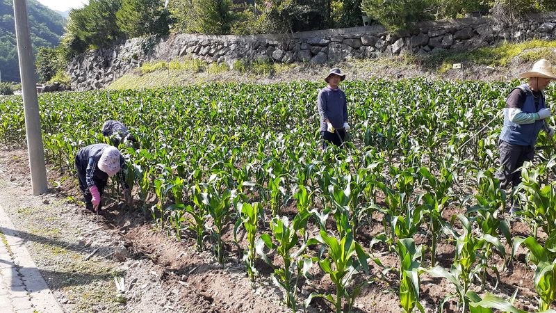 장터 상품 [찰옥수수(미백2) 50개 택배비포함 ] 썸네일