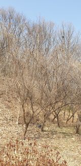 팜모닝 매실·자유게시판 게시글 이미지