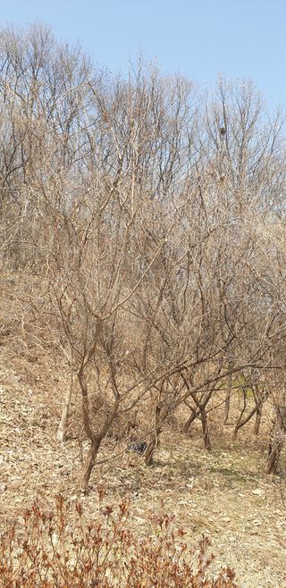 이종혁님의 매실 · 자유게시판 작성글 사진