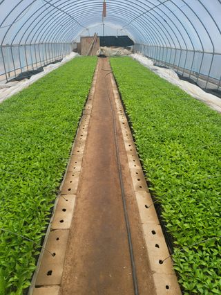 대산농사대장님의 고추 · 품종•종자 작성글 사진